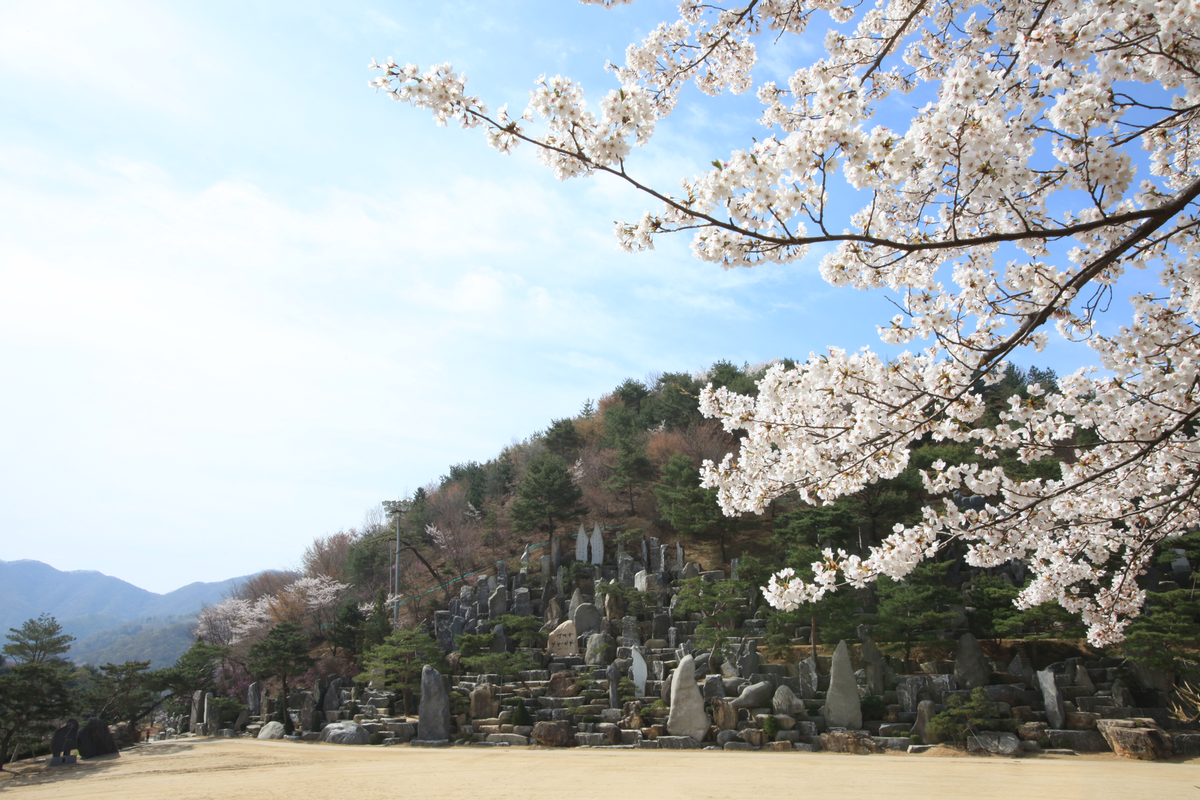 벚꽃이 어우러진 월명동 자연성전 야심작 조형 공간 전경