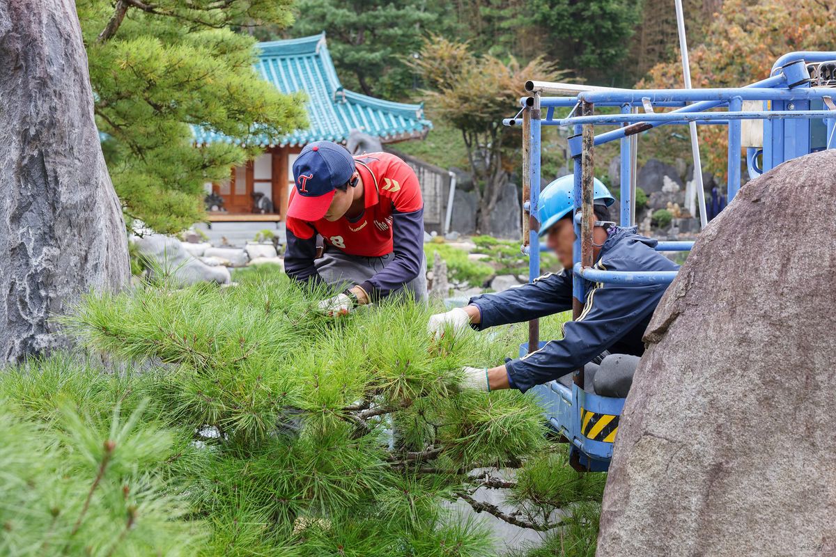 하나님의 형상을 닮은 성령사연소나무 - 자기 작품성을 발견하는 메시지