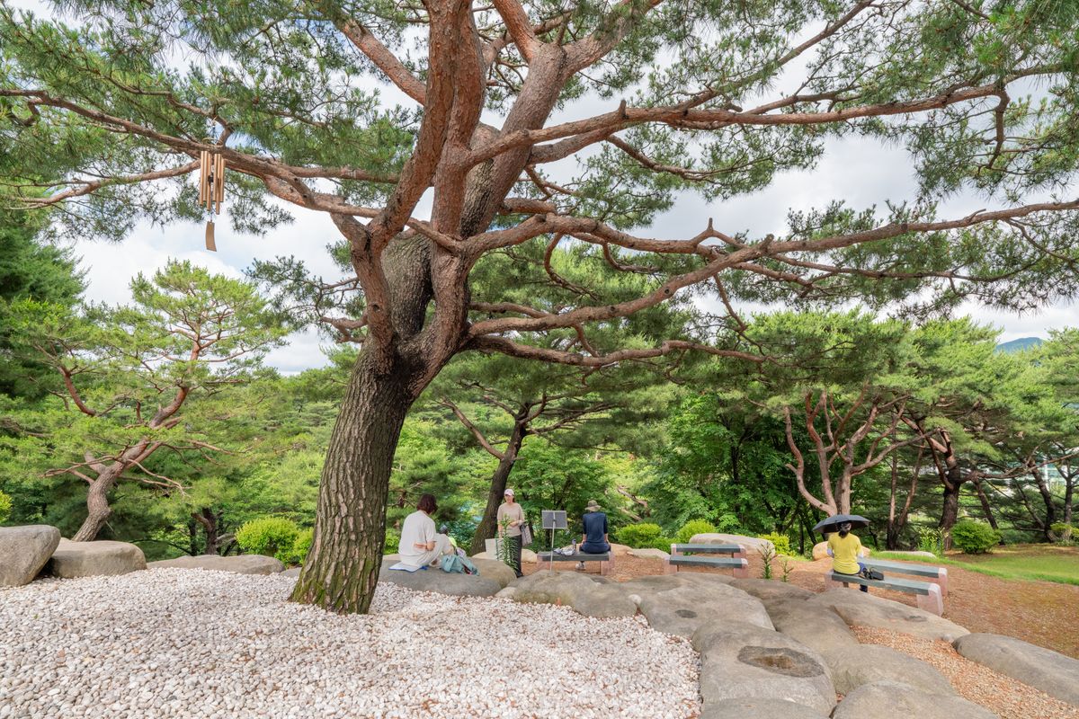 기도표적소나무 다양한 각도 2 - 기도동산 위 소나무의 아름다운 수형