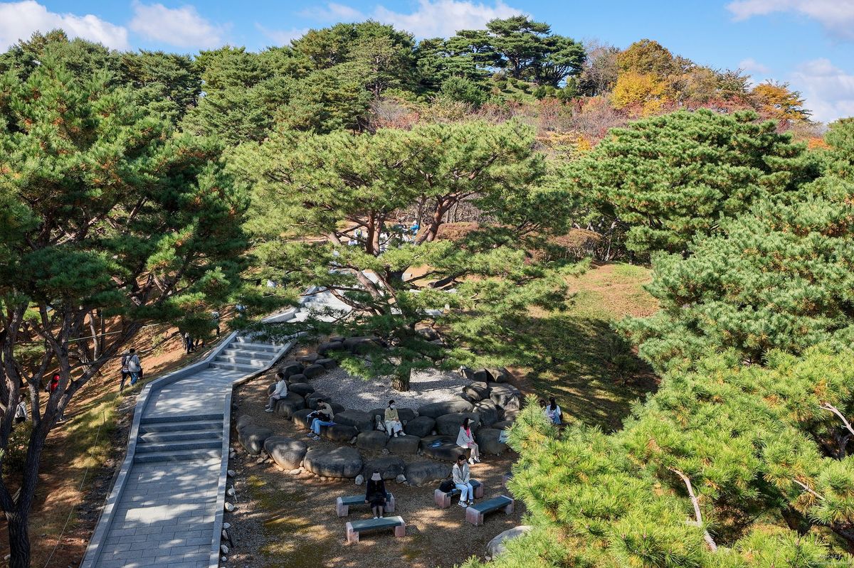 기도표적소나무 다양한 각도 1 - 불에 타도 살아남은 생명의 나무