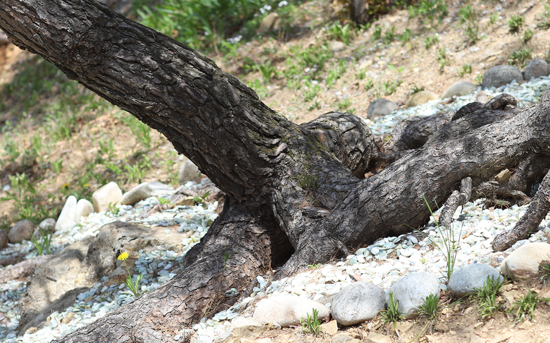 뿌리왕솔 주변 조경 - 옥돌과 자갈로 아름답게 꾸며진 뿌리왕솔 터