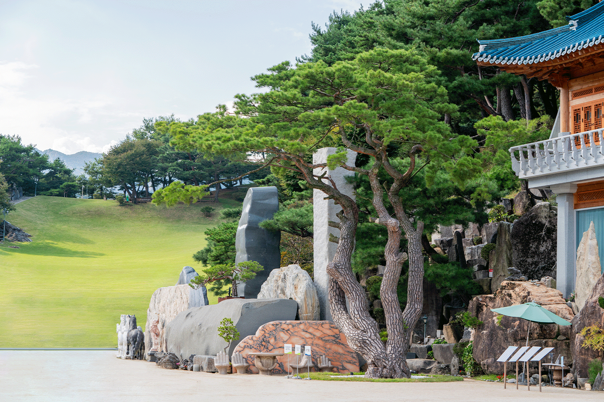둘레 630cm 지름 210전 수령 600년 이상의 상징솔 규격 정보