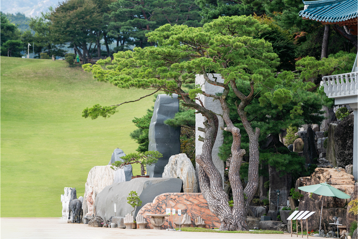 상징솔 갤러리 - 월명동에 정착한 600년 소나무의 모습 2