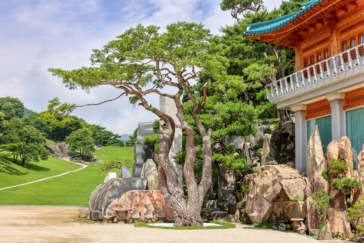 600년 이상 수령의 월명동 자연성전 최대 작품 소나무 상징솔