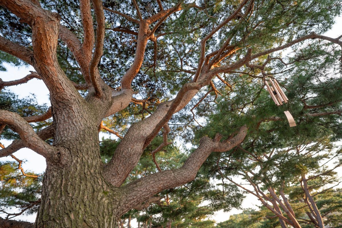 1994년 산불에도 살아남은 월명동 자연성전 기도표적소나무