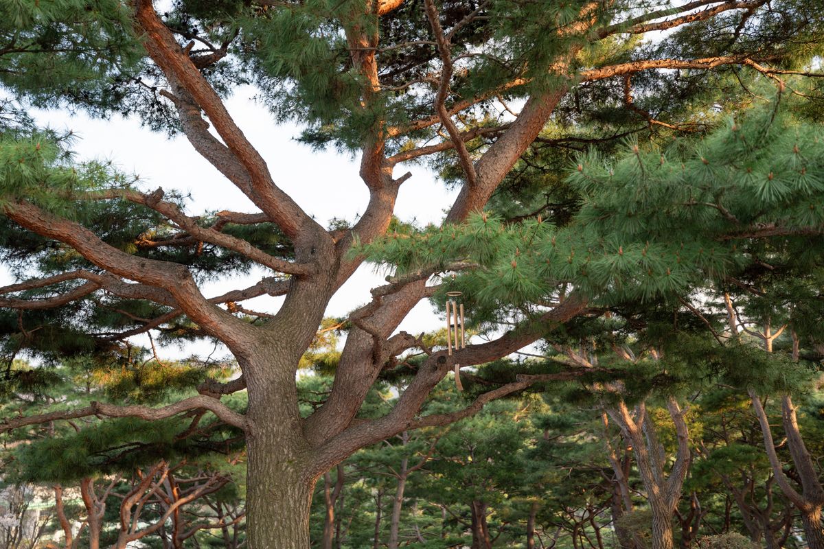 기도표적소나무 원경 - 기도동산 위에 우뚝 서있는 기도의 표적